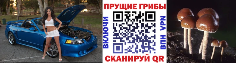 Галлюциногенные грибы GOLDEN TEACHER  блэк спрут зеркало  Таганрог 